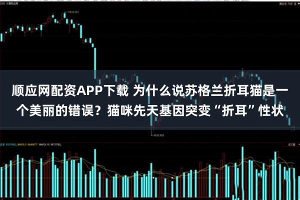 顺应网配资APP下载 为什么说苏格兰折耳猫是一个美丽的错误？猫咪先天基因突变“折耳”性状